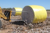 Spear Cotton